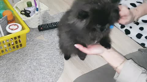 How to Comb Pomeranian Spitz