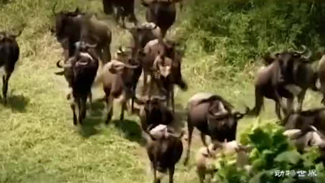 WILD ANIMALS HUNTING PREY COMPILATION RELAX FOR LIFE ​​ #61