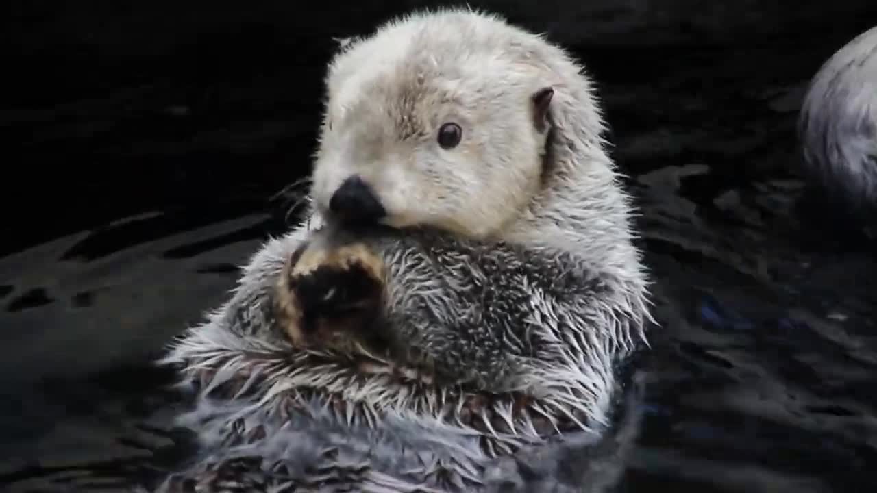 Water otter