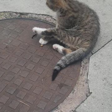 My Tiger Kitten jumping and playing with me😻😻😻