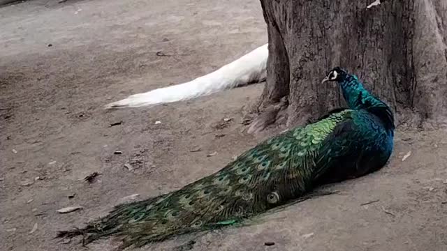 Peacock 🦚 Video By Kingdom of Awais
