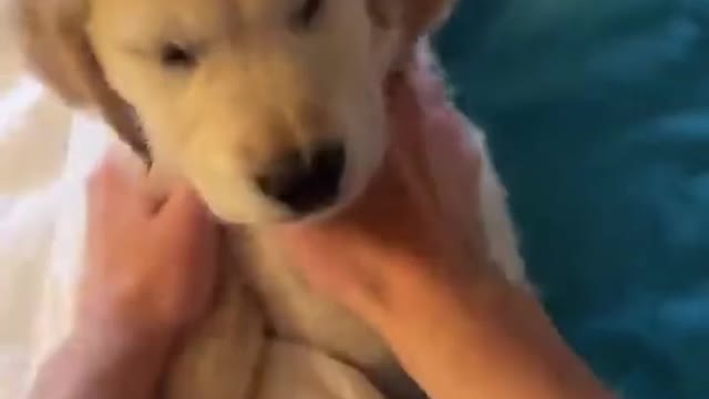 Cute baby retriever is too lazy to wake up❤️