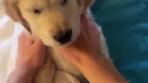 Cute baby retriever is too lazy to wake up❤️