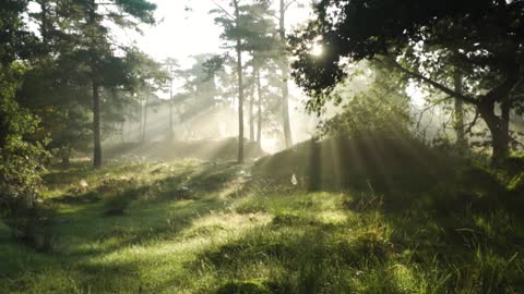 sunrise in the forest-nature