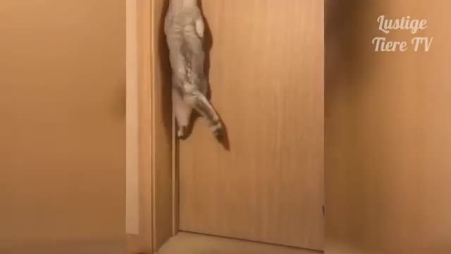 CAT IS OPENING THE DOOR | ANIMALS FUNNY VIDEOS