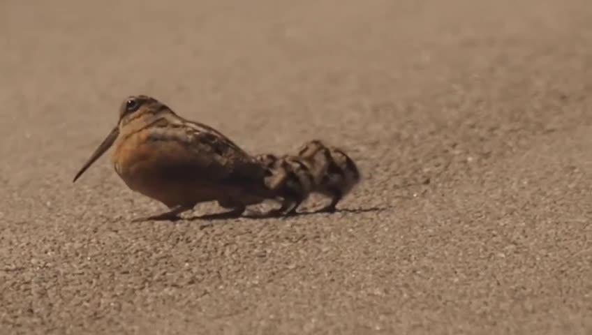 Reggae dancing woodcock