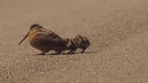 Reggae dancing woodcock