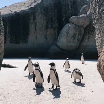 A party of penguins on their way back to their nest.( funny Animal)