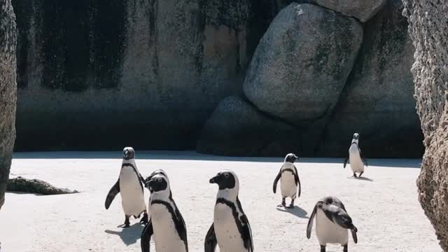 A party of penguins on their way back to their nest.( funny Animal)