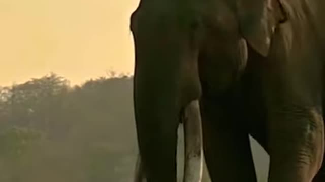 Wildlife (Elephant)