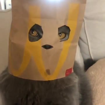 cat with mask