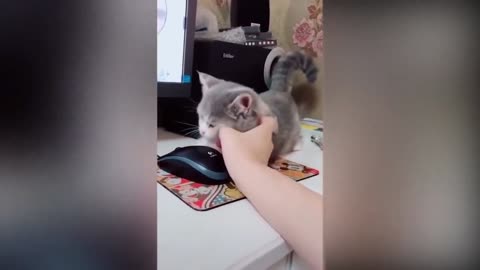 Baby Cute cat likes to play with the mouse!