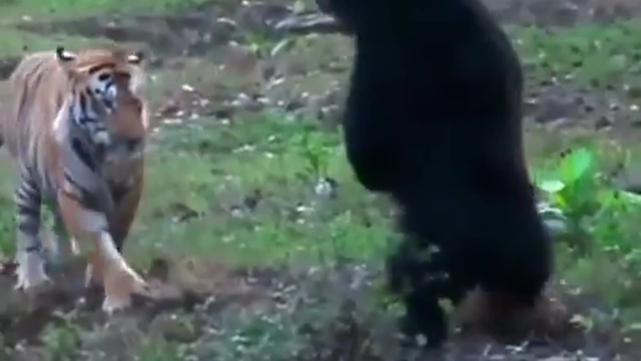Sloth bear vs tiger