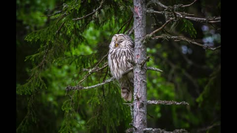 Relaxing, Soothing, Stress Relief with Birds with music