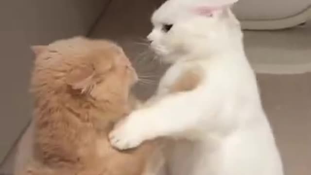 Funniest Cats 😹 - Don't try to hold back Laughter 😂 - Funny Cats Life