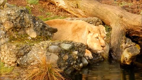 lion drinking water