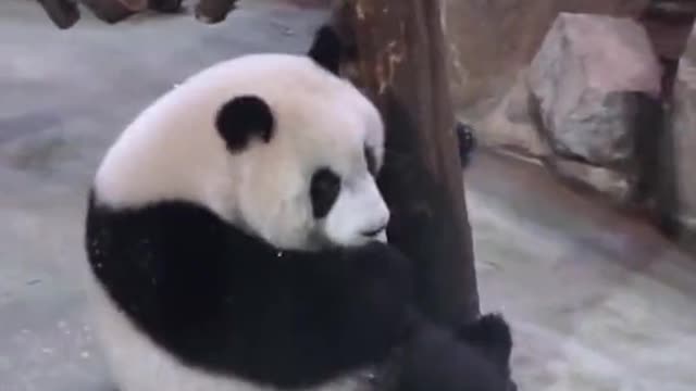 The moment the panda falls