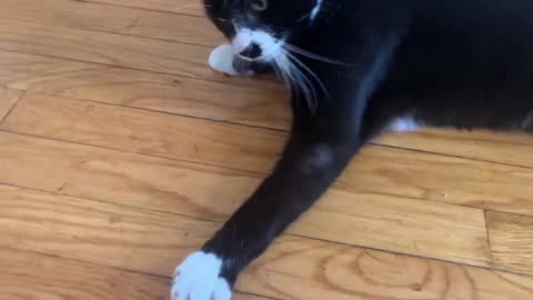 this cat spin endlessly while attacking his tail