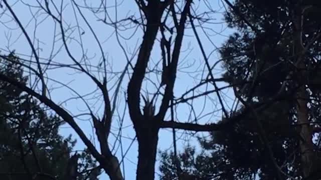 Woodpecker at dusk 🥺