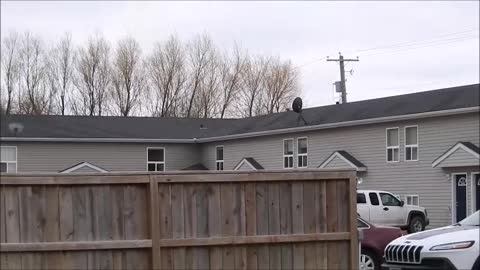 Dumpster Diving Seagulls