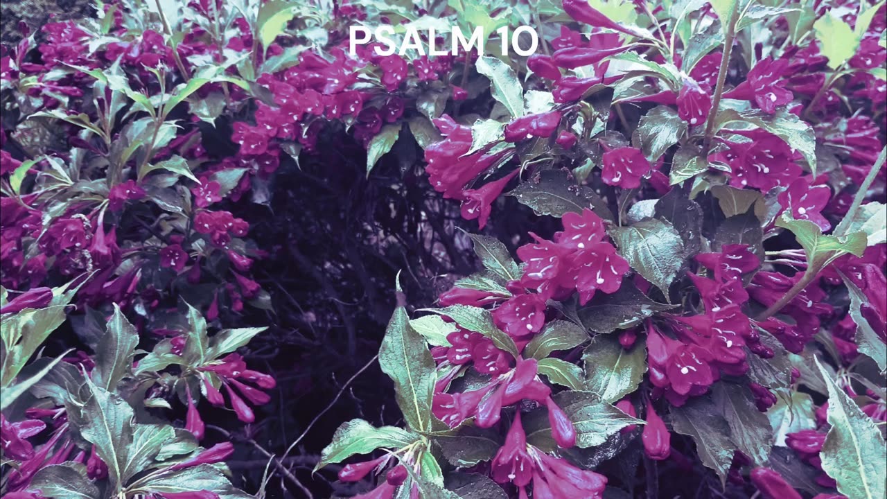 Psalms 1-10