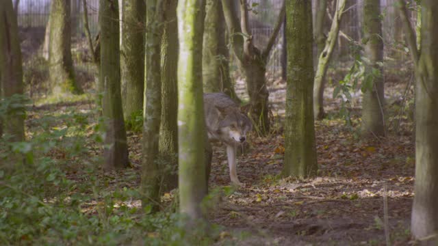wolf lover