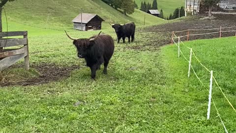 Cows and beautiful scenery😍