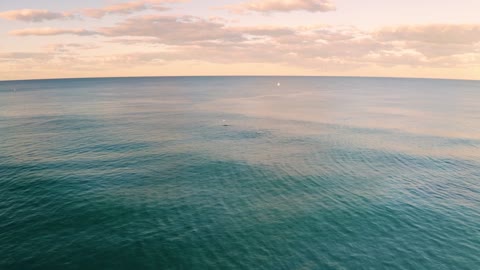 Ocean Dolphins Birds Waves Beach Sunset Sea