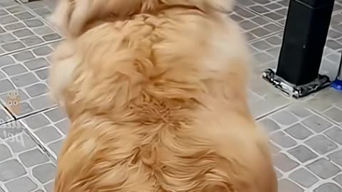 Funny animals videos