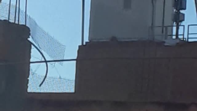 I wonder why this pigeon is alone