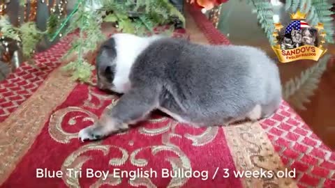 Another MUST Watch! Cute Puppy English Bulldog 3 weeks old Blue Tri Boy English Bulldog