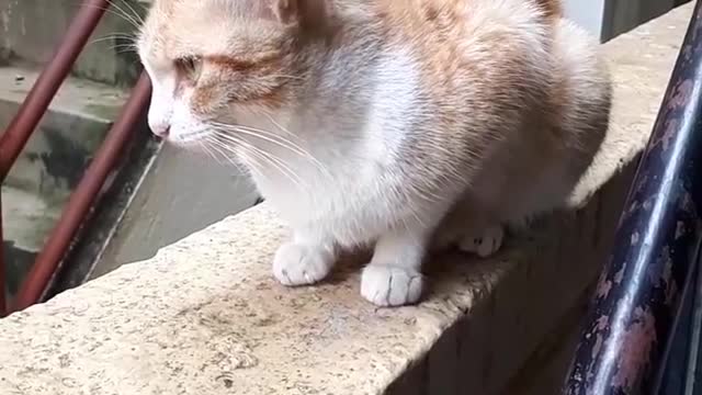 Two lovely cats eating food