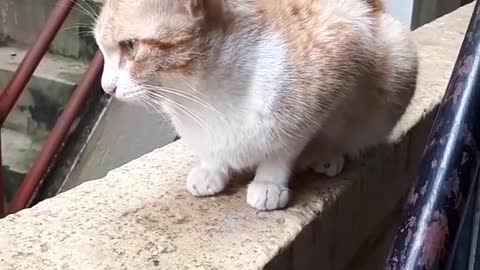 Two lovely cats eating food