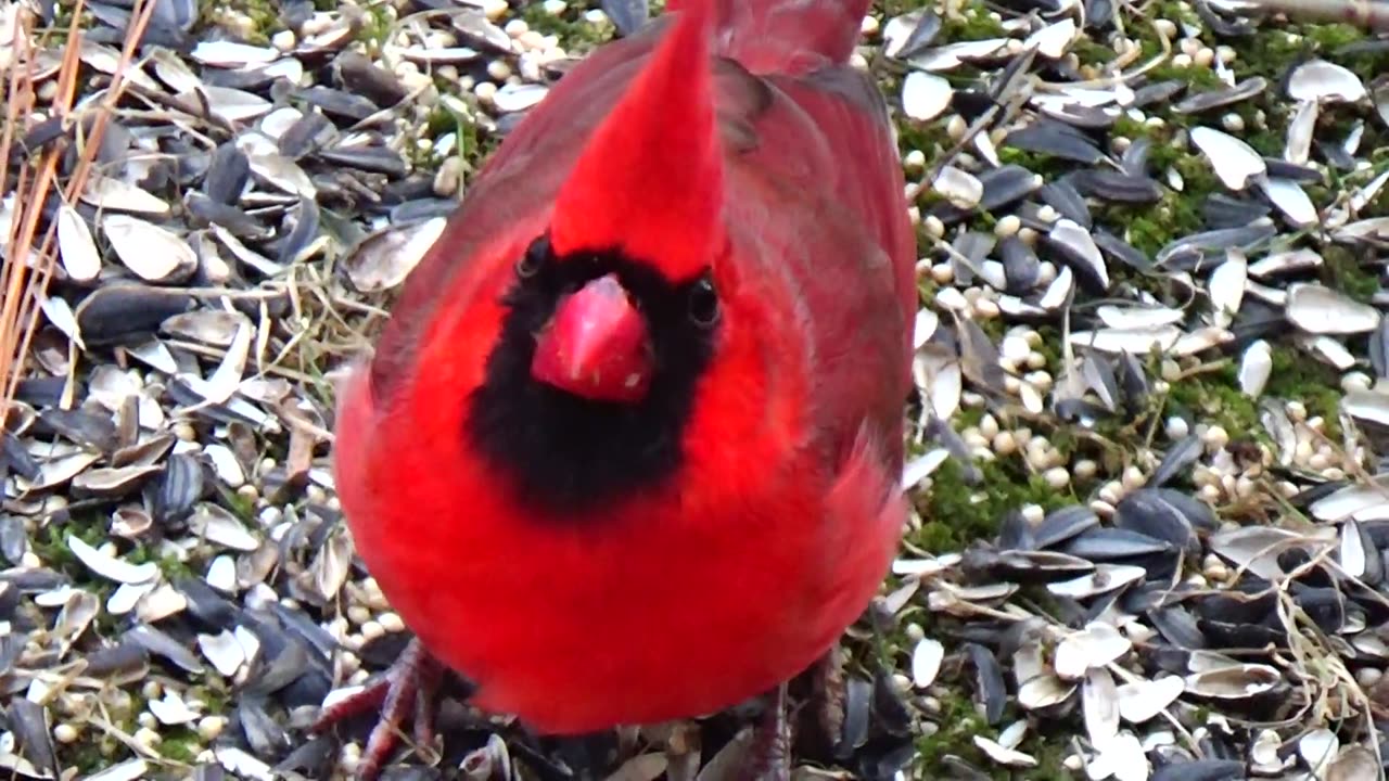 Cardinal