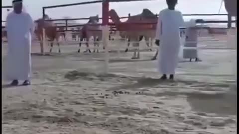 Video of a man failing to jump on a camel goes viral