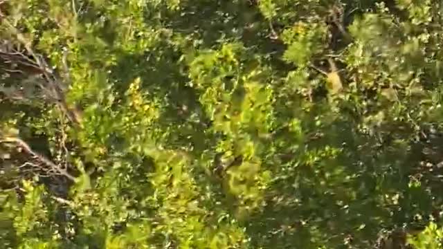 4-min on the boat at Flamingo Florida, beautiful birds at the end!