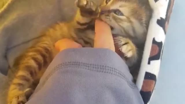 play with baby cat