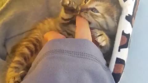 play with baby cat