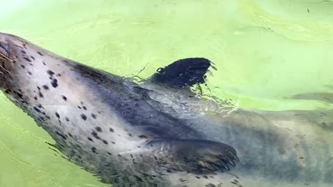 Spotted seals enjoying swimming