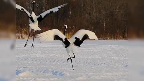 Crane Dance of Red-crowned Cranes