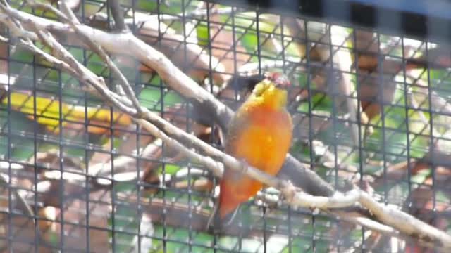 Orangebreast Goldbreasted Waxbill Singing