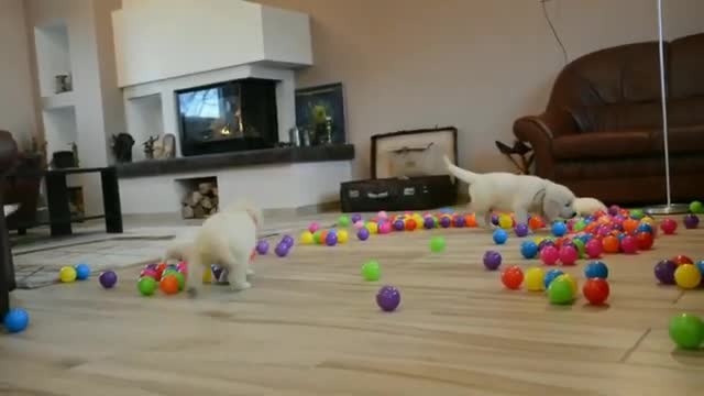 Happy goldan retriever puppies playing with balls