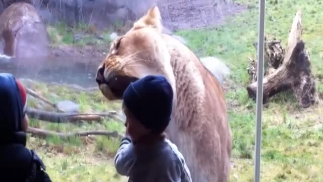 Tiger attacks on toddler but fortunately beyond the glass