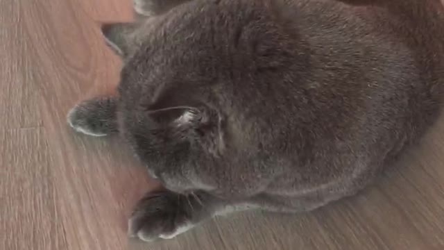 Cat totally ignores owner due to deep relaxation