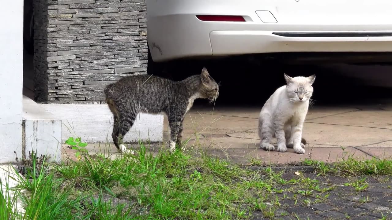 Cats Vs Cats Fighting Best Fighting Moments