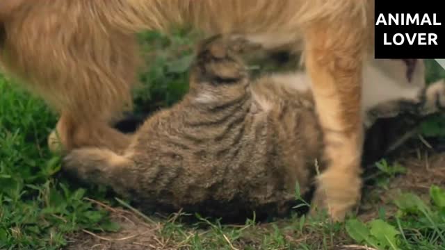 CAT AND DOG PLAYING FUNNIEST VIDEO