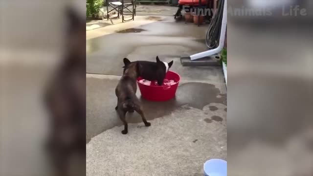 Funny chiens et chats/ Funny cats and dogs!