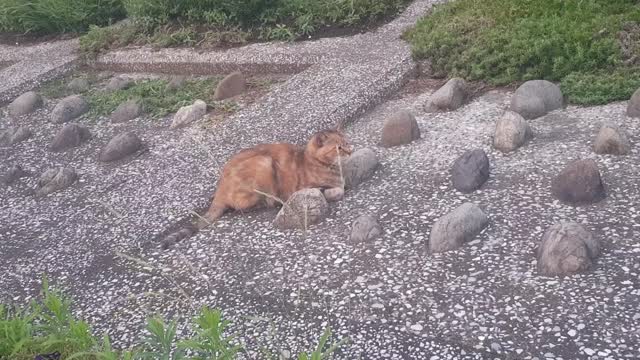 relaxed cat