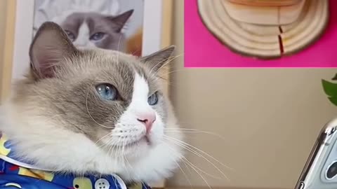 Super Cat Chief