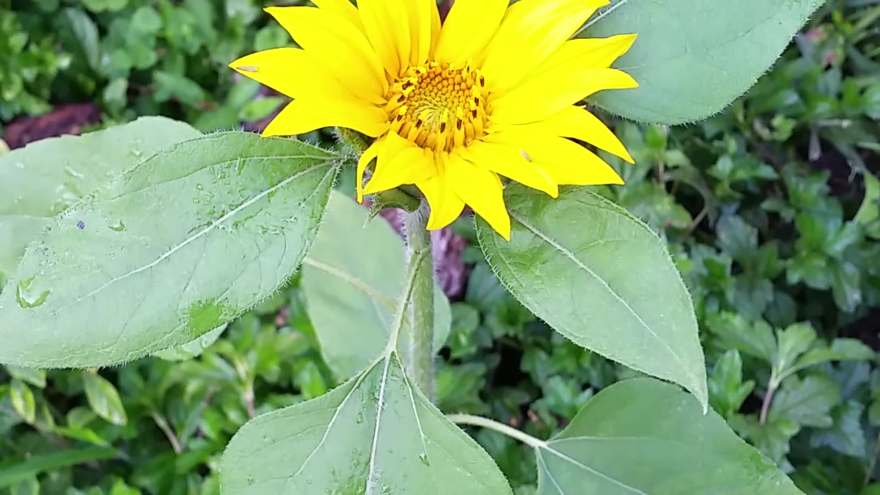 Sunflowers!!!